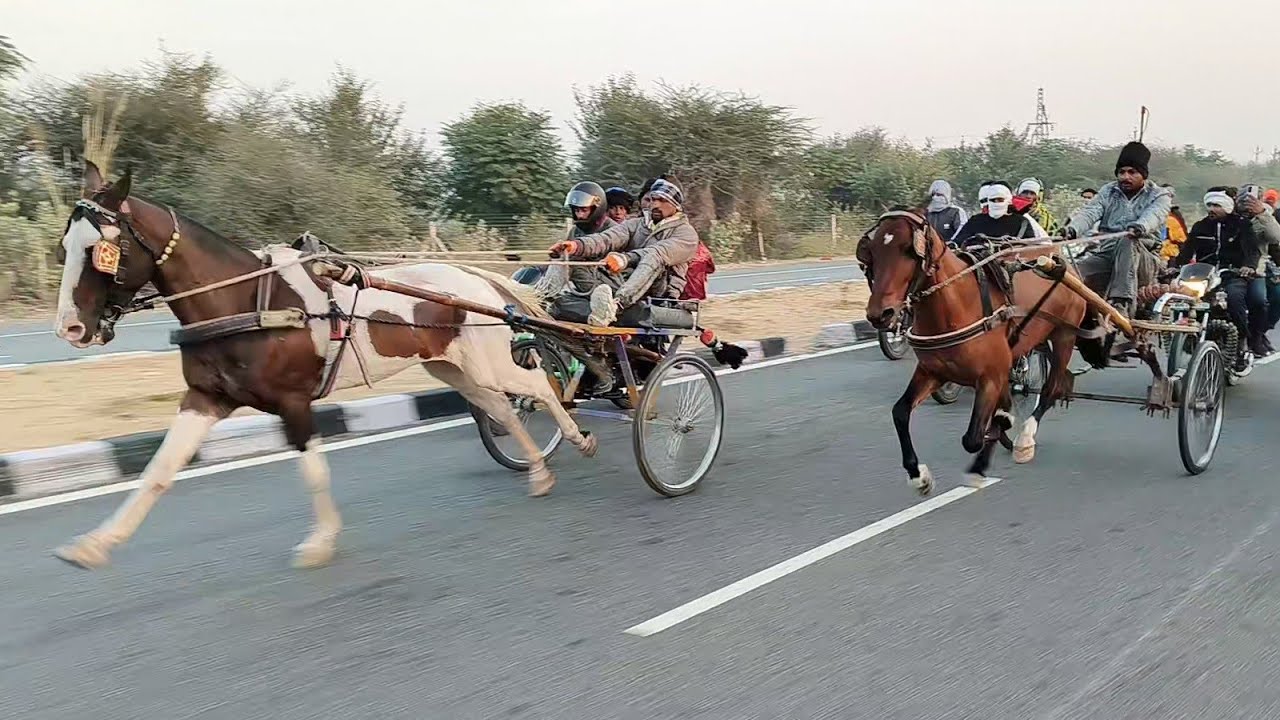 सीकर और लाडनूं हॉर्स रेस 19/11/2025 विनर तौफीक उस्ताद भाग 1