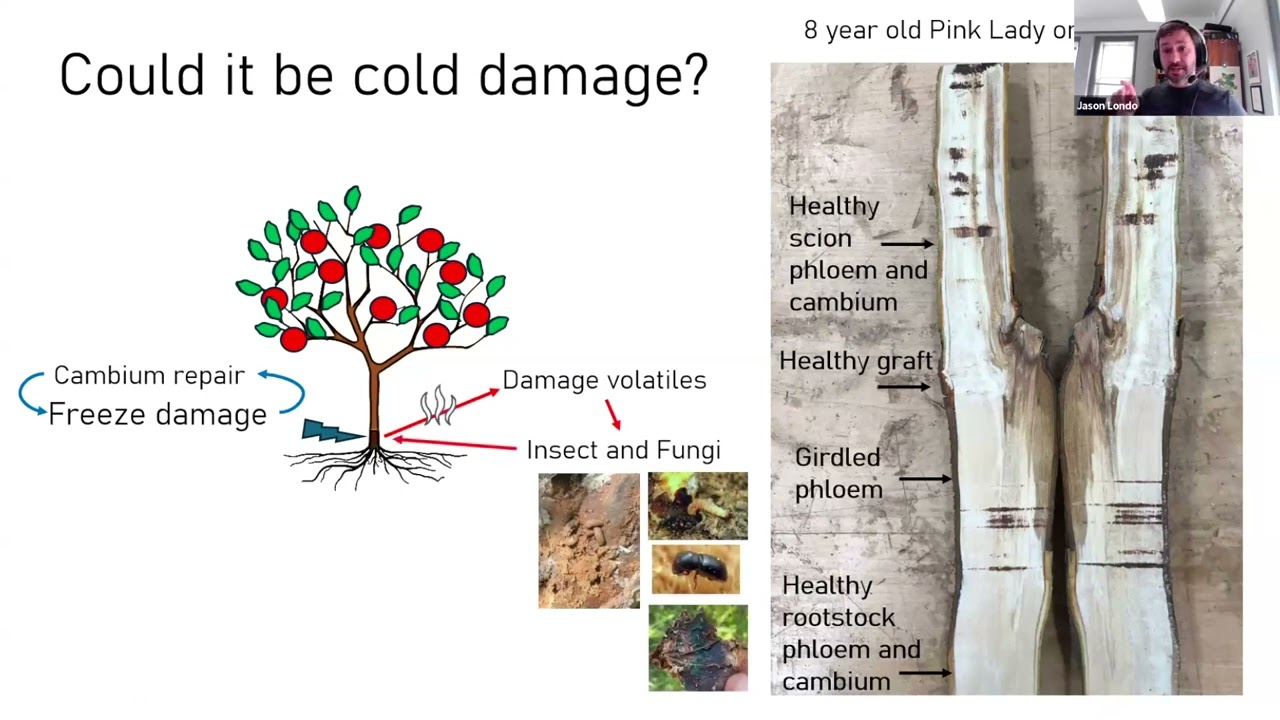 NEFC Presents: Cold Hardiness in Fruit Crops with Dr. Jason Londo and Dr. Renae Moran