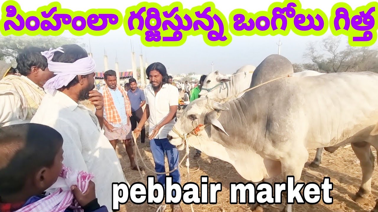 సింహంలా గర్జిస్తున్న ఒంగోలు గిత్త-pebbair bulls market-pebbair santha-pebbair market-bulls videos-ox