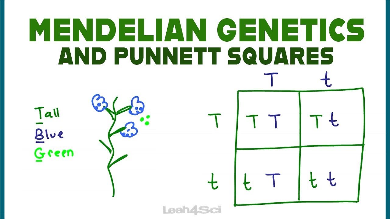 Punnett Squares and Mendelian Genetics Part 1