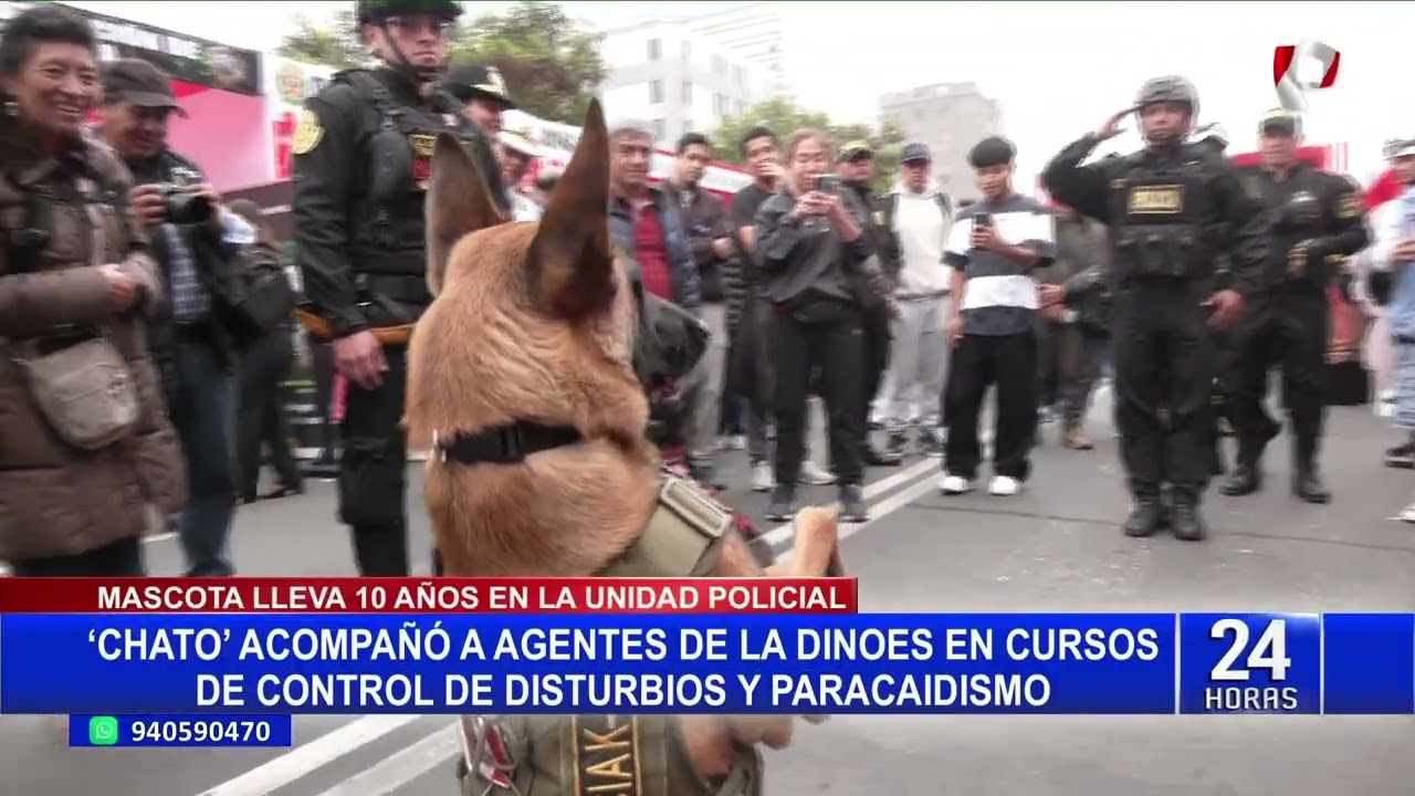 Chato, el perrito policía de la Dinoes participará por última vez en Desfile Cívico Militar