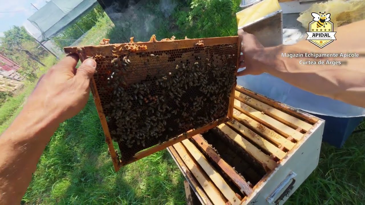 🐝 Primii pași în apicultură. Ghidul lunii August - Ce trebuie sa faci?