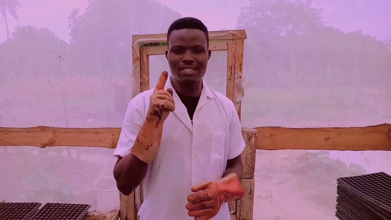 UKIZINGATIA MAMBO HAYA KILA MBEGU UTAKAYOPANDA  KWENYE TREY LAZIMA ITAOTA .