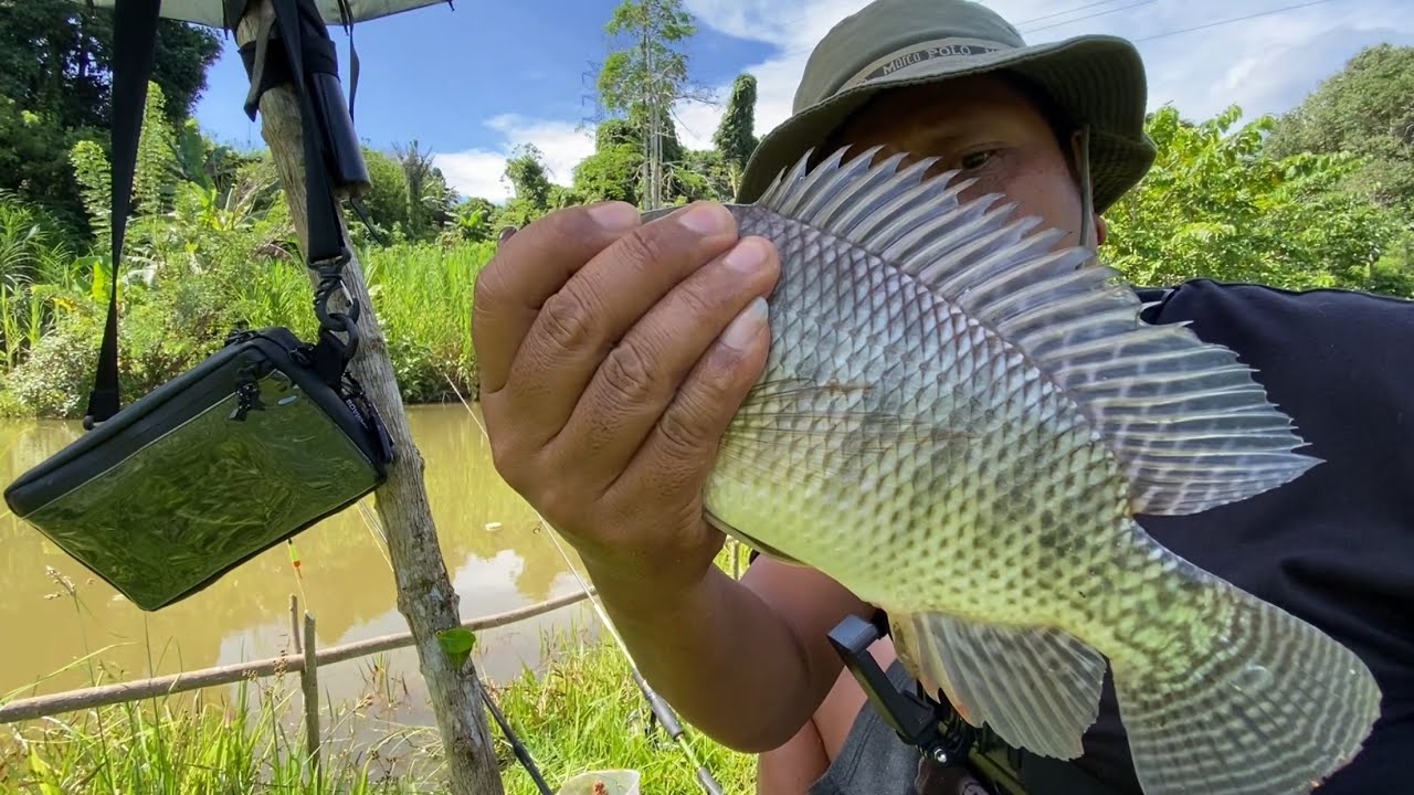 🔴Baru Mulai Langsung Strike Ikan Besar !!!