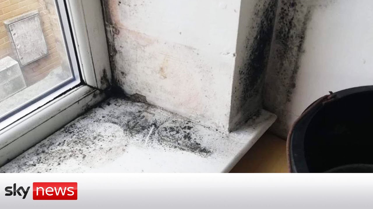 Mould and damp complaints on the increase in private and social housing