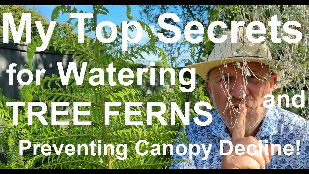 How to Water Tree Ferns 'Dicksonia antarctica' The Right Way!