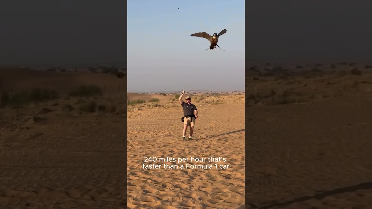 How This Bird Hits 240 mph in the Air