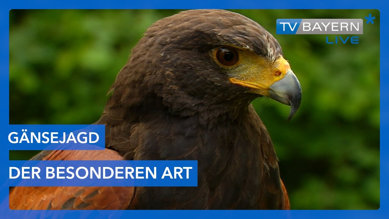 Bärbel geht auf Gänsejagd