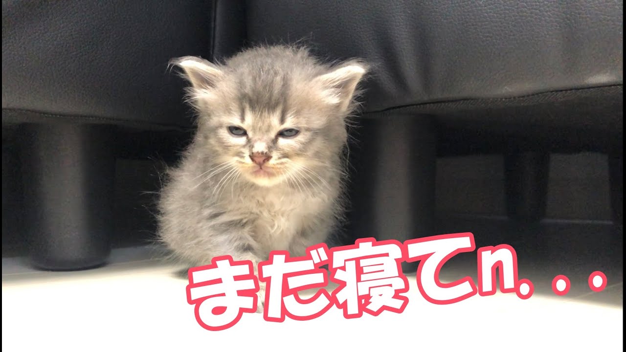 立ちながら睡魔と戦う子猫   勝敗はいかに...