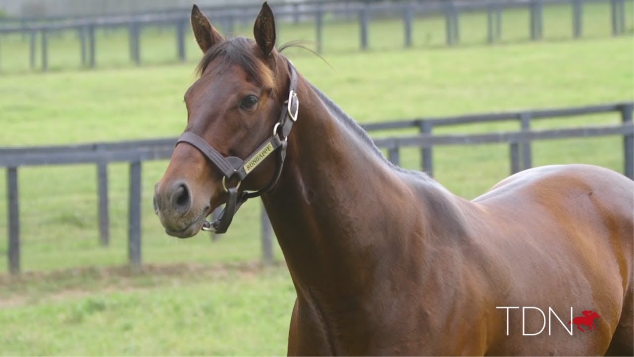First Yearlings for Runhappy at Fasig-Tipton July