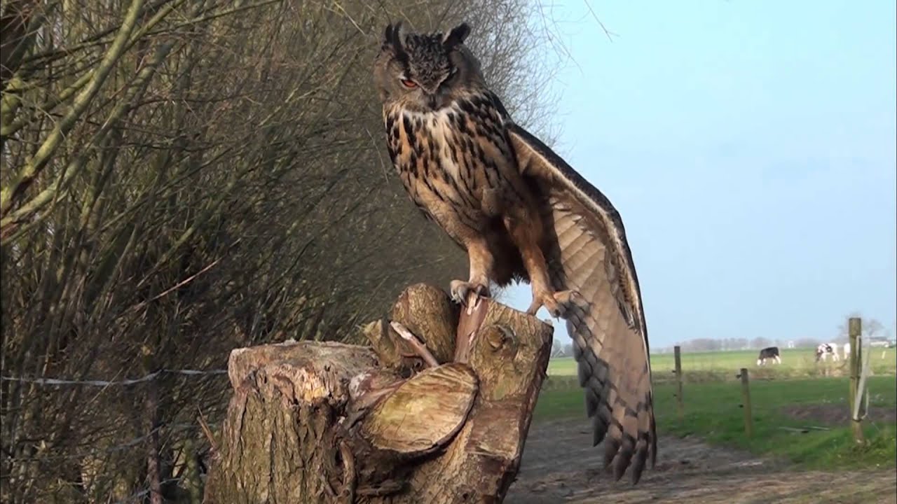 Beautiful Eagle Owl landed in a smal Town in Holland ( Noordeinde)