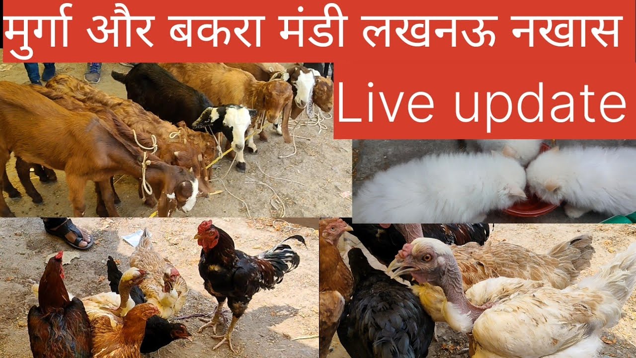 मुर्गा और बकरा मंडी लखनऊ नखास चिड़िया बाज़ार ( live update)