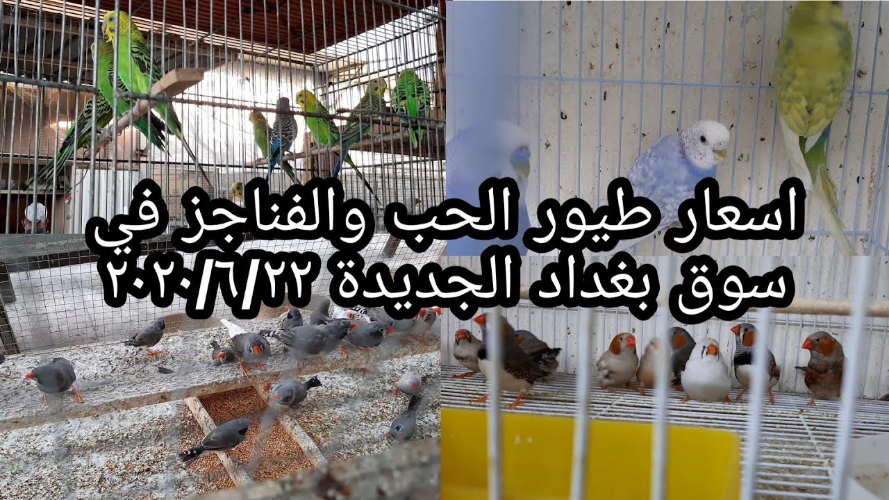 جولة خاصة بأسعار طيور الحب والفناجز في #سوق_بغداد_الجديدة 2020