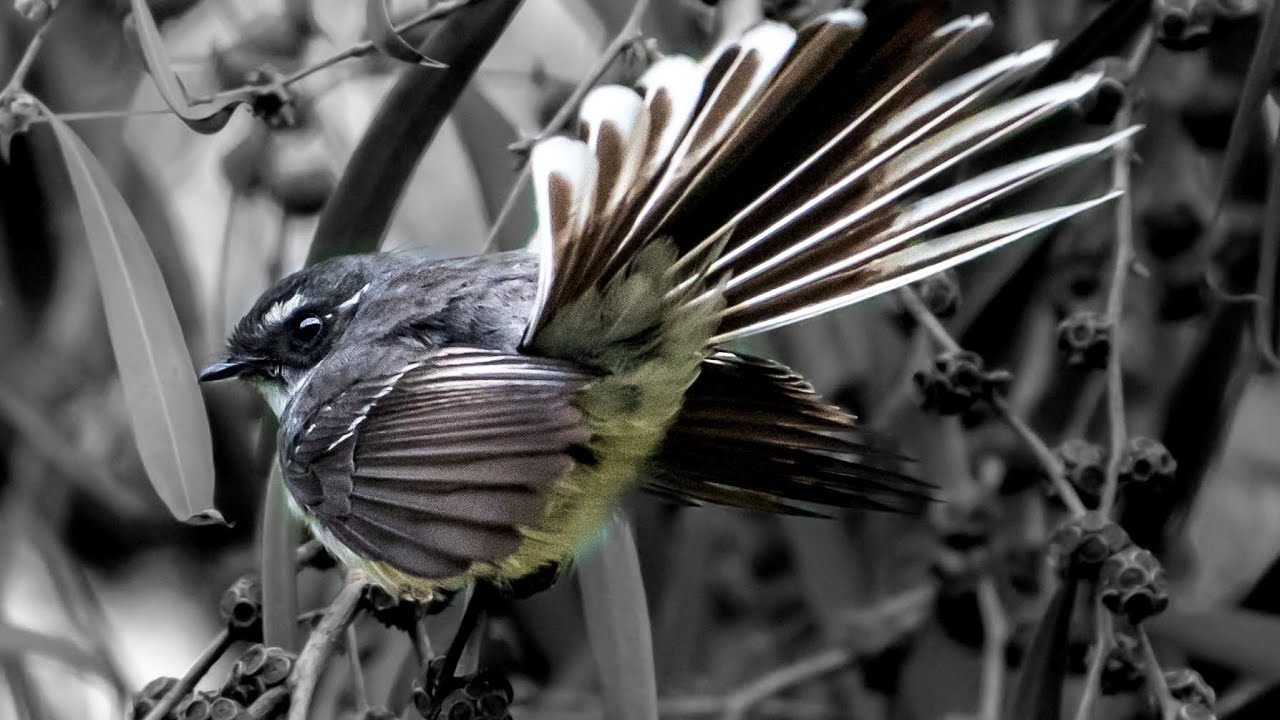 Wildlife at Tower Hill Reserve | Grey Fantail, Emu, Koala, Galah & More