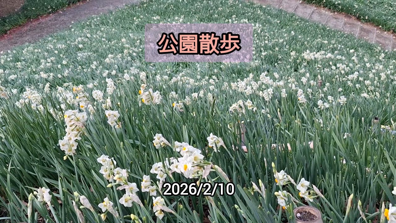 大寒波後の水仙郷　まだ水仙咲いてたよ