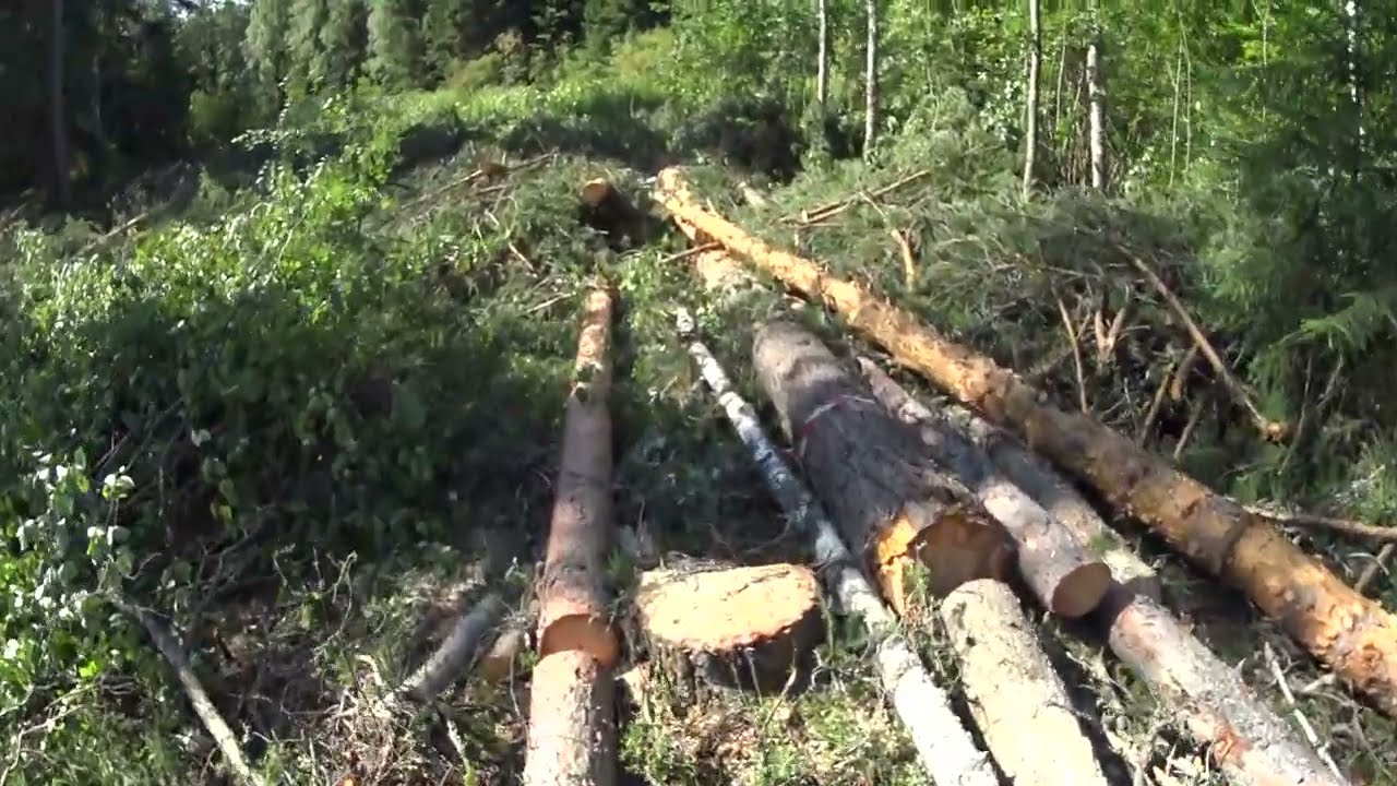 Metsolan metsäkoulu 291 - Mies hevosena?
