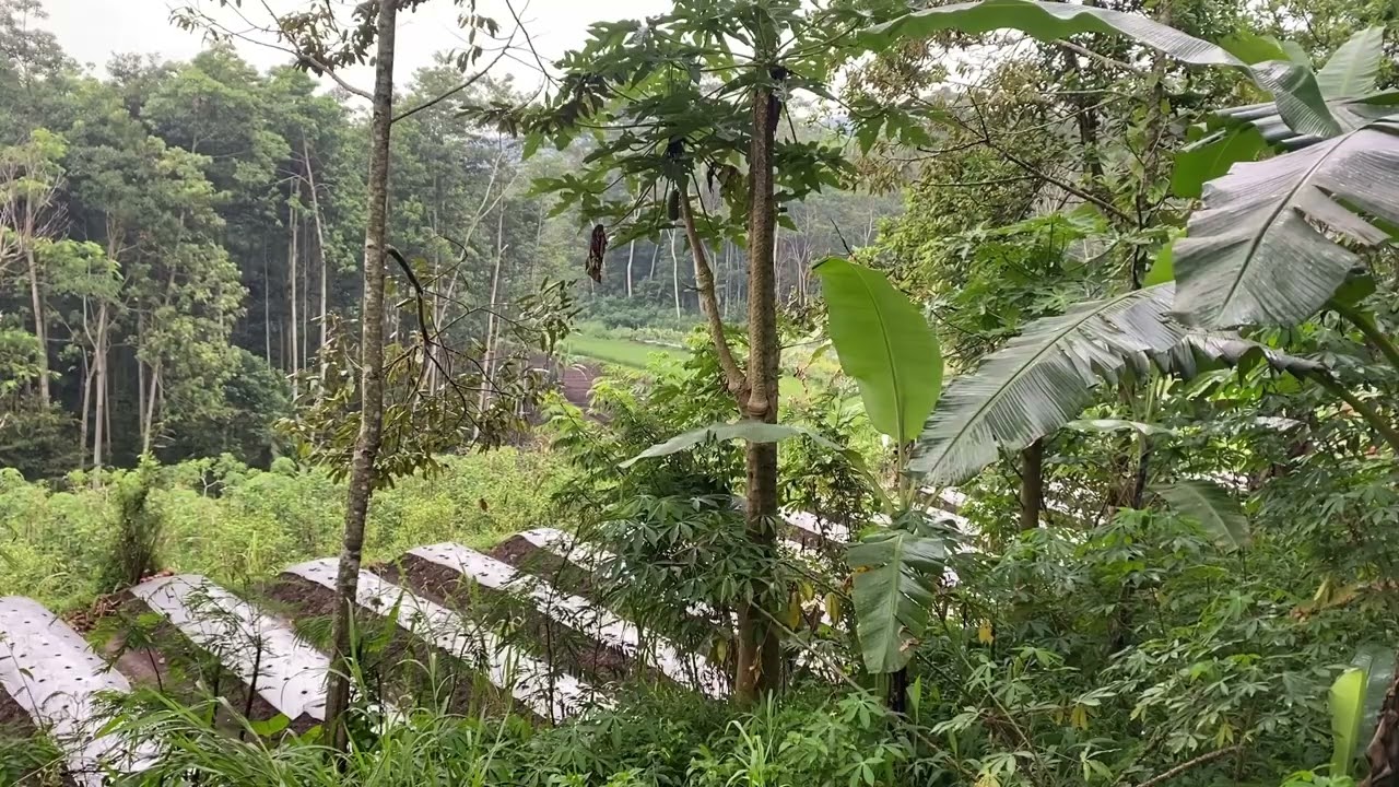 10 menit Relaxaxing  Suara  burung  & Alam  menenangkan hati. 😴