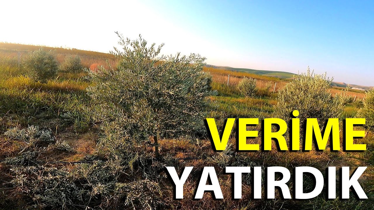 İki Farklı Zeytinde Detaylı Verim Budaması