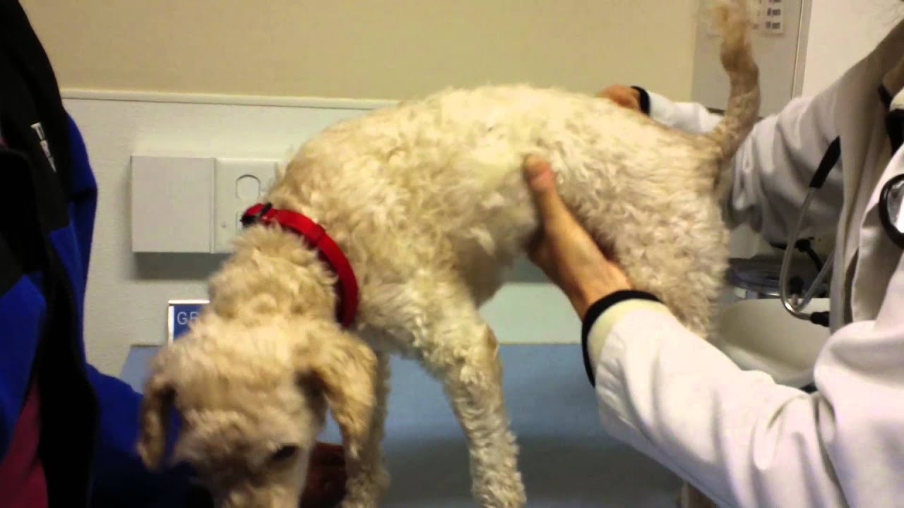 Our Adopted Dog-First Vet Visit, Part 1