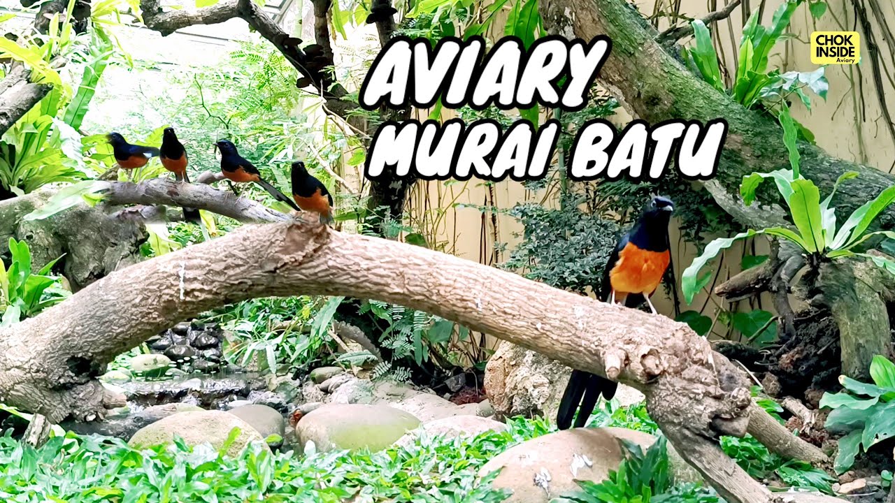 AVIARY MURAI BATU  | Episode  61