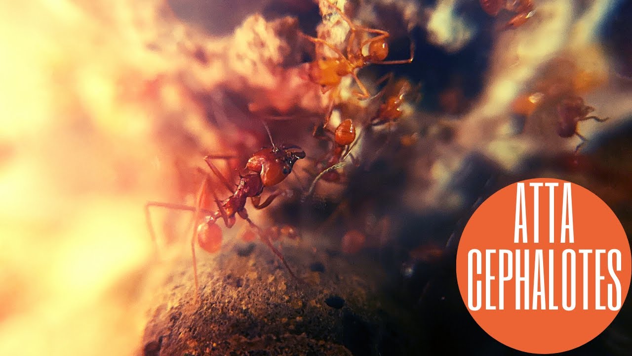 Atta Cephalotes