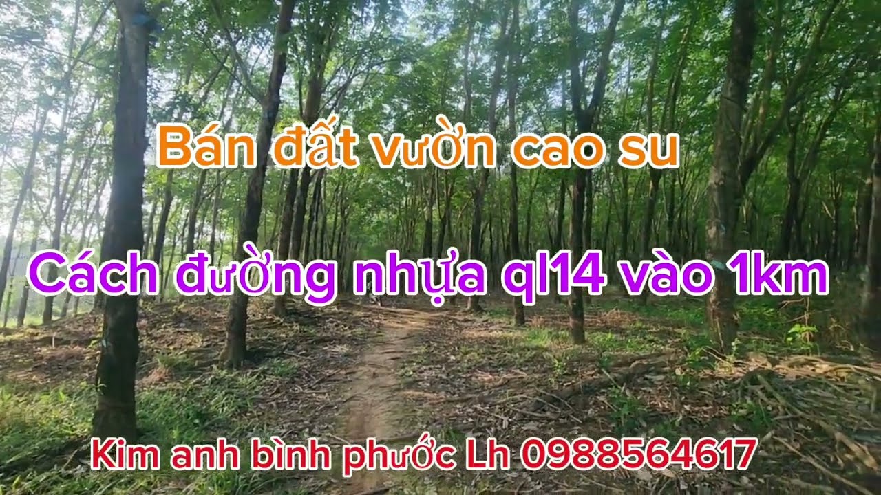 Bán đất vườn cao su dt 1ha9 giá 3ty xã đồng tâm đồng phú bình phước cũ lh 0988564617 