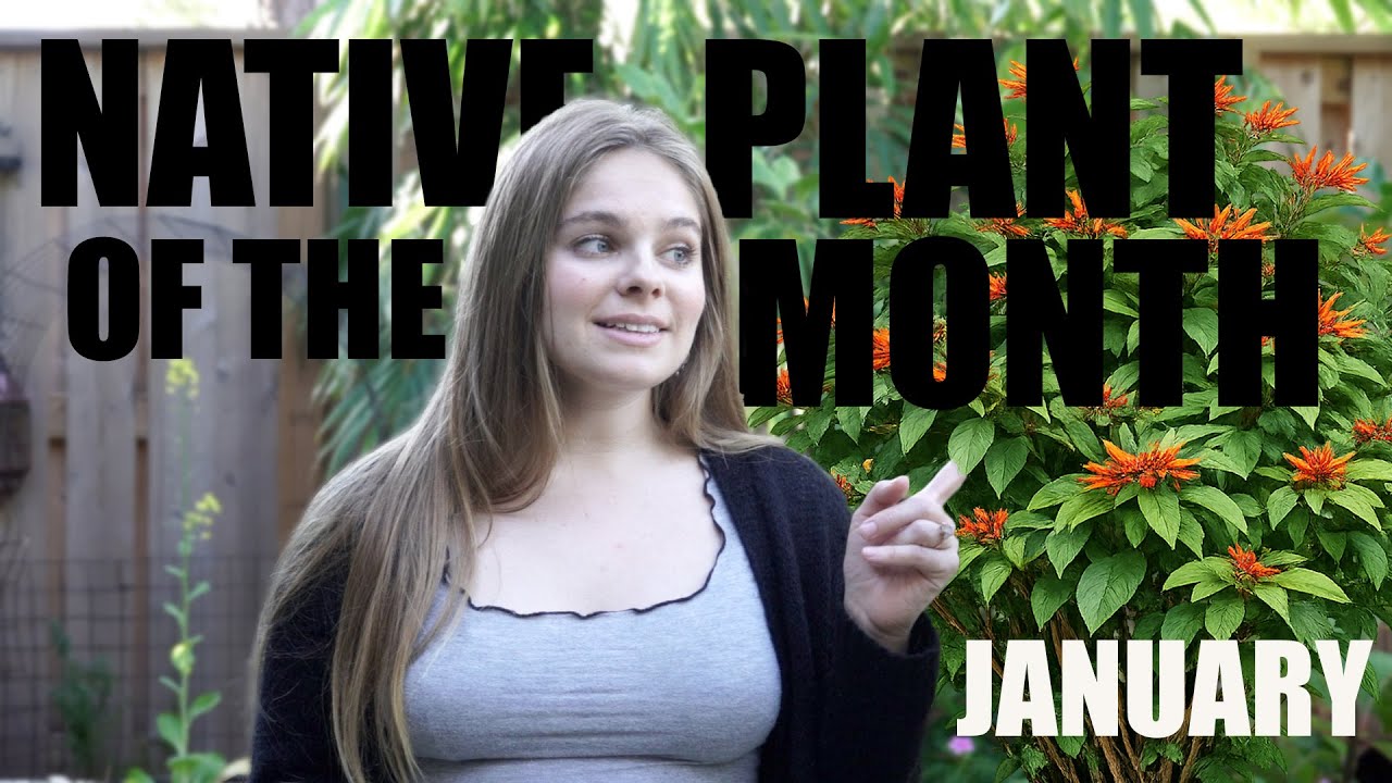Native Plant of the Month | Firebush (January)