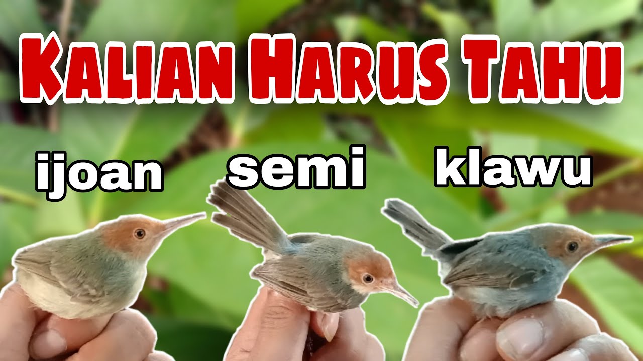 Perbedaan prenjak klawu dan ijoan
