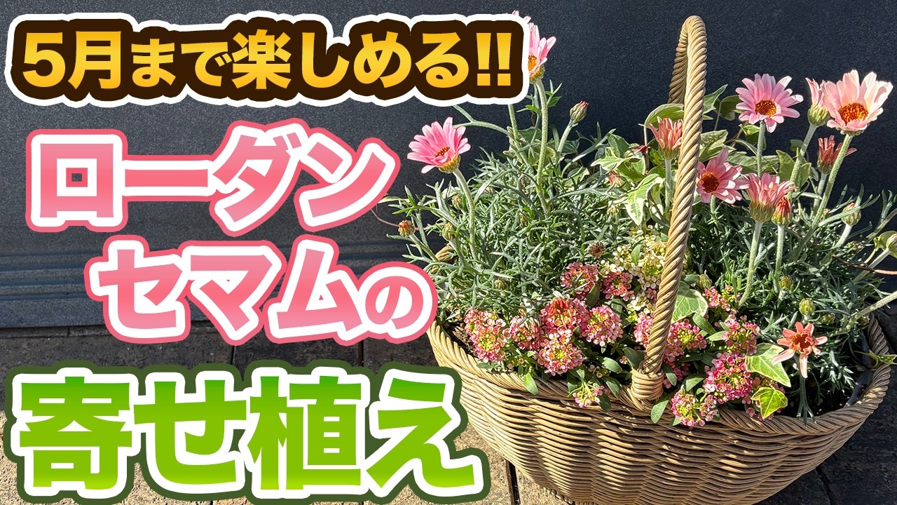 【春まで咲く】ローダンセマムの人気品種と寄せ植え方法を紹介!!【プチマカロン】【ムーン】【プリマリア】