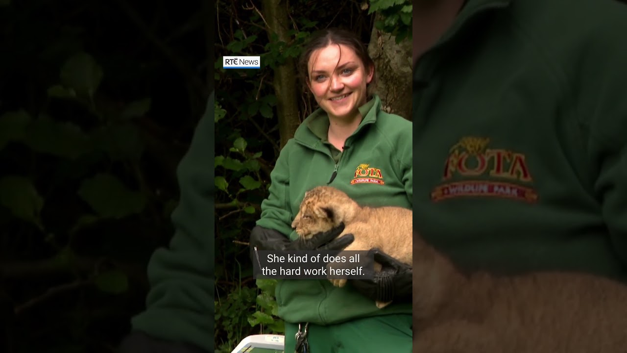 Three endangered Asiatic lion cubs born at Fota Wildlife Park.