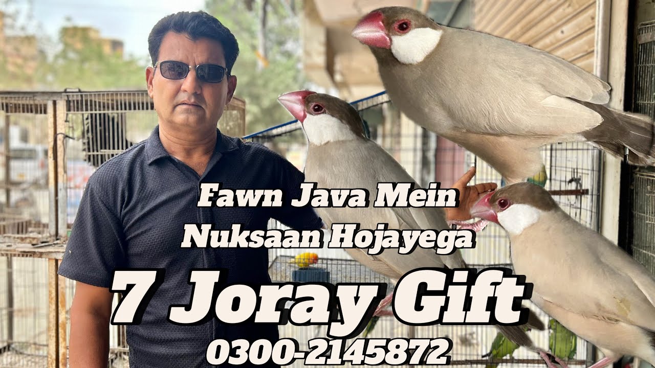 7 Joray Gift | Fawn Java | 31/07/25 | Parinda Party & Others | North Karachi