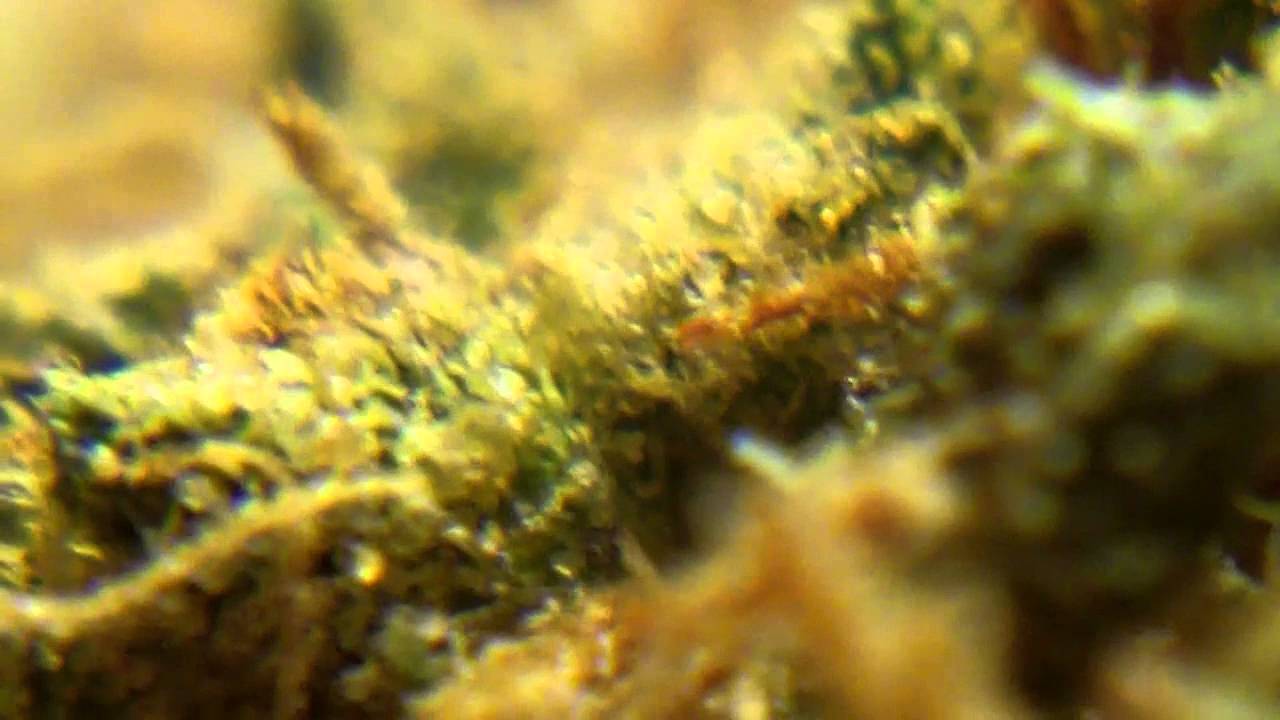 Ep 285 Skunk Haze Hd Medical Weed Strain Review CDB Crew Seeds 720p Relaxing Sativa
