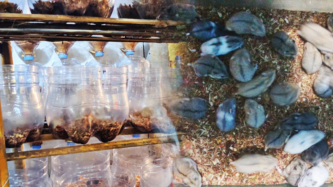 Ternak hamster ruangan kecil muat 200 pasang