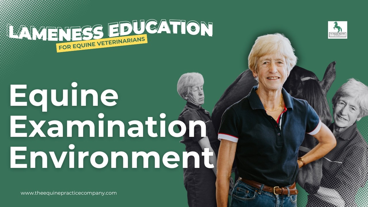 Equine Examination Environment: Where to Perform Safe, Stress-Free Horse Assessments