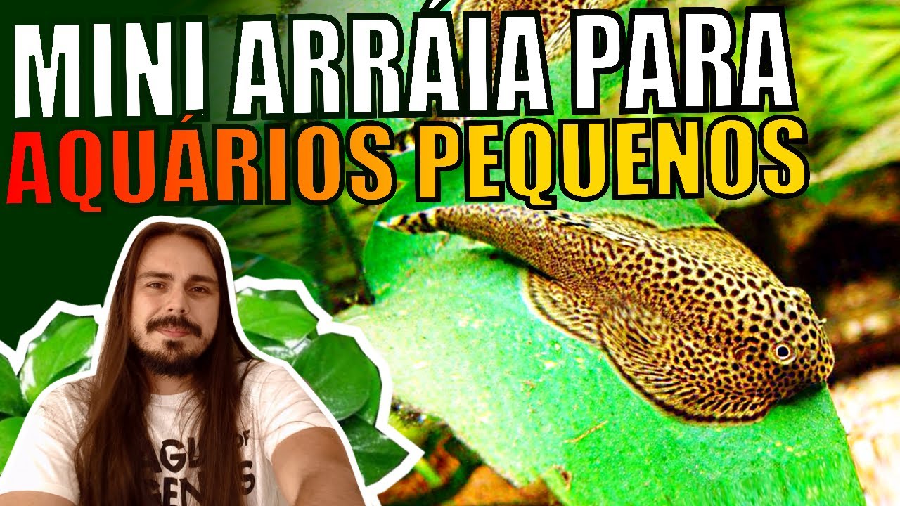 🔴MINI ARRAIA PARA AQUÁRIOS PEQUENOS ( BOTIA BORNEO SUCKER, TUDO SOBRE! ) |Mr. Betta|