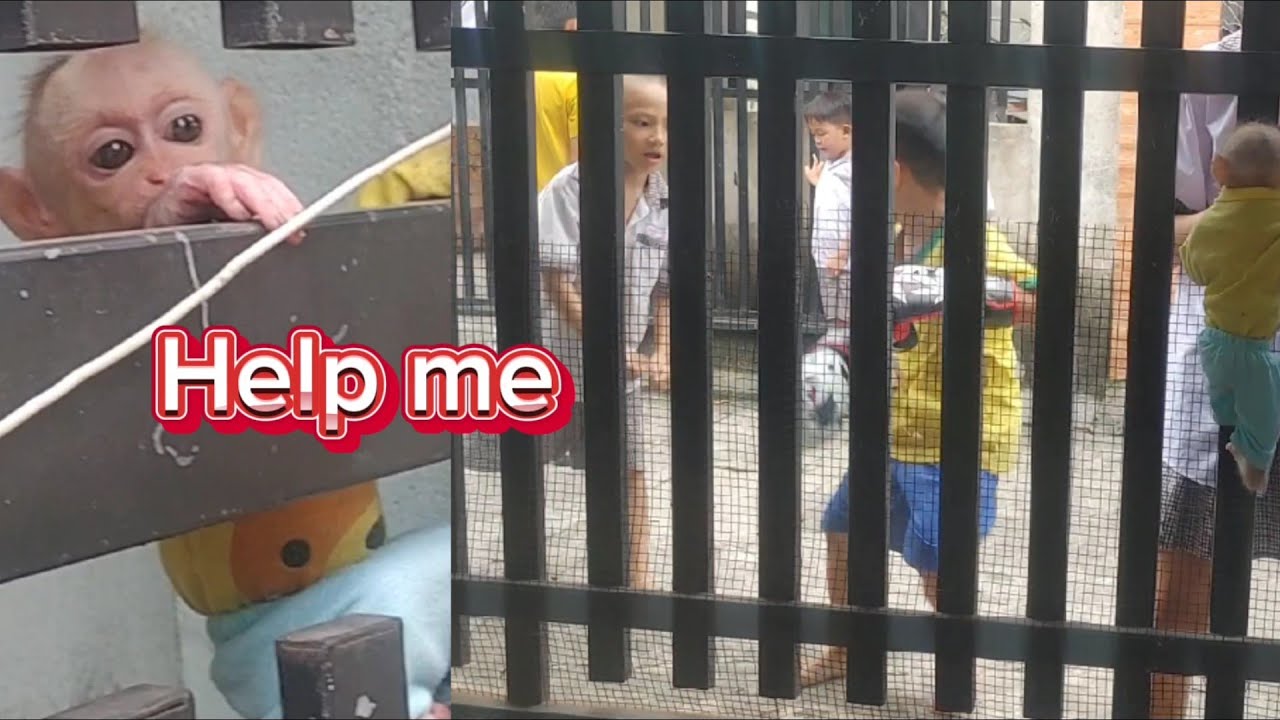 Poor Baby Monkey Cubin Watches Kids Play Outside from Behind the Gate 🐒💔 So Heartbreaking & Sweet