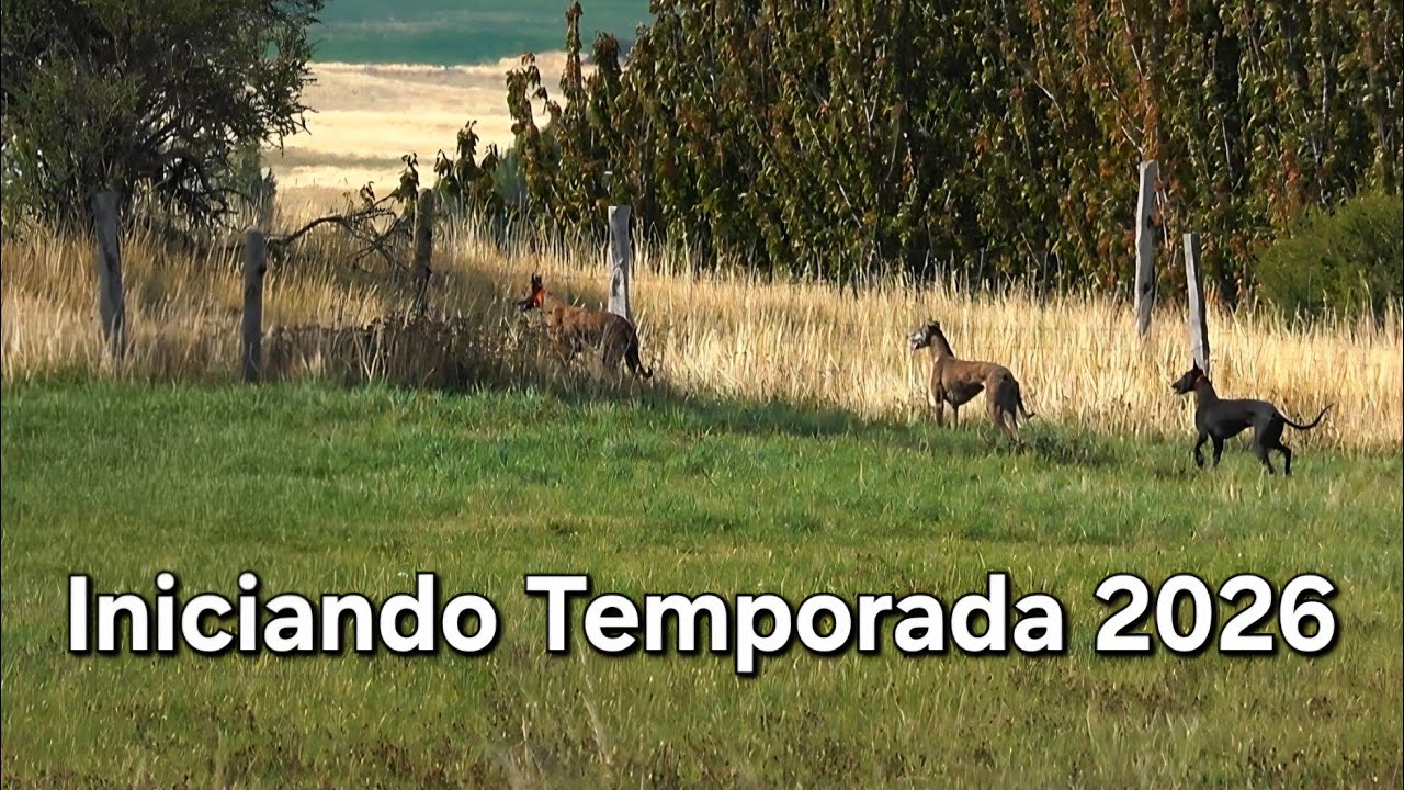 Primeras salidas de Galgos vs Liebres 2026 | Coyhaique, Patagonia 🇨🇱