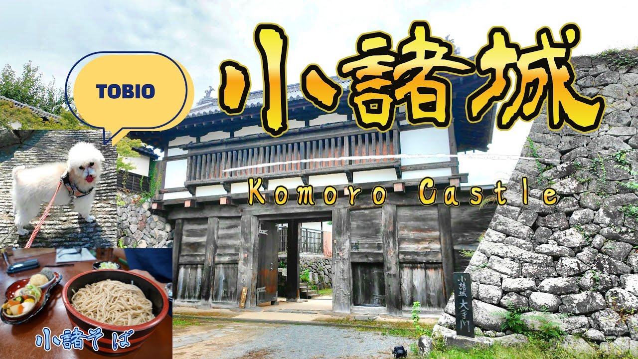 【4K  Japan Castle】トビオと巡る！小諸城：日本唯一の穴城　仙石秀久の居城　蕎麦発祥の地⁉　Komoro Castle Ruins with TOBIO