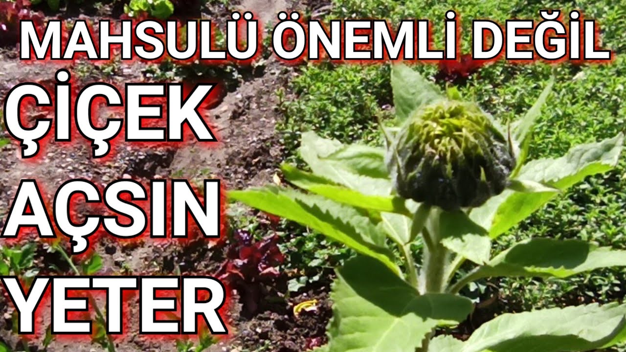Ayçiçeği Çekirdeği Nasıl ve Ne Zaman Ekilir @kolaypratiklezzetli5370