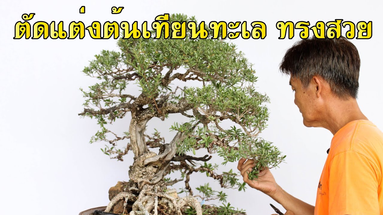Bonsai Station [Workshop Station] EP.99 ตัดแต่งต้นเทียนทะเลติดซากทรงสวย