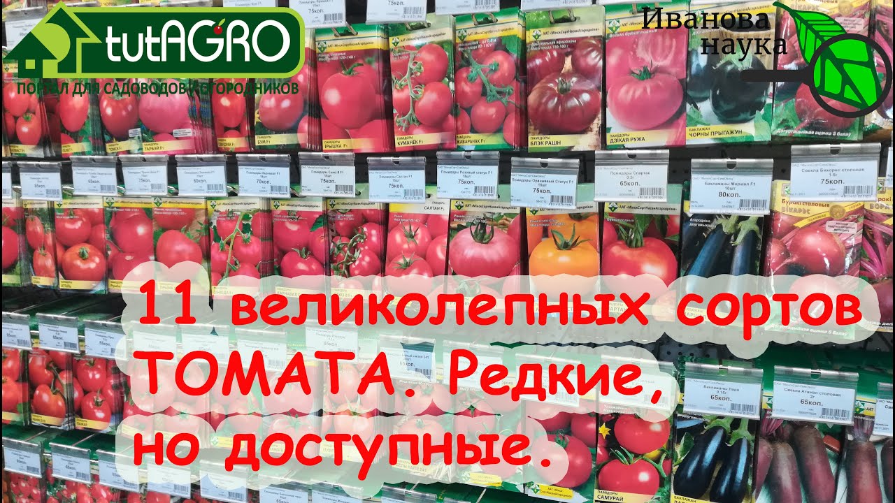 11 надежных томатов ДЛЯ ЛЕНИВЫХ ПОСАДИЛ И ЗАБЫЛ с устойчивостью к кладоспориозу и фитофторе!