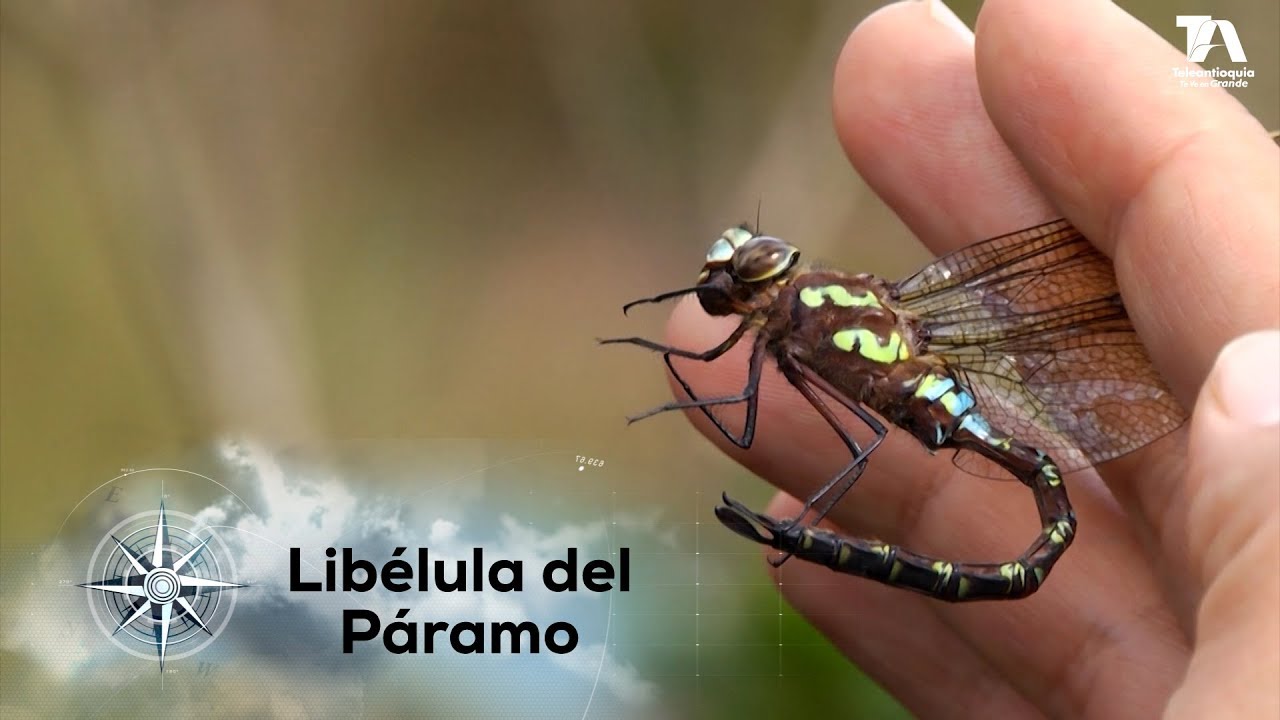Expedición Antioquia, Libélula del Páramo de Belmira - Teleantioquia