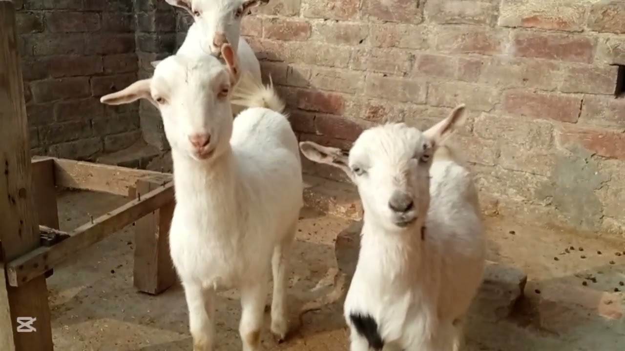 Aje bakery ke chati ke safi kar de or sab bakery Soni wale ha 😊