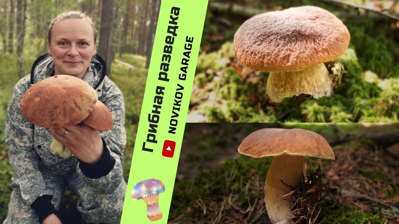Грибная разведка 19 июля 2024. Всеволожский район.