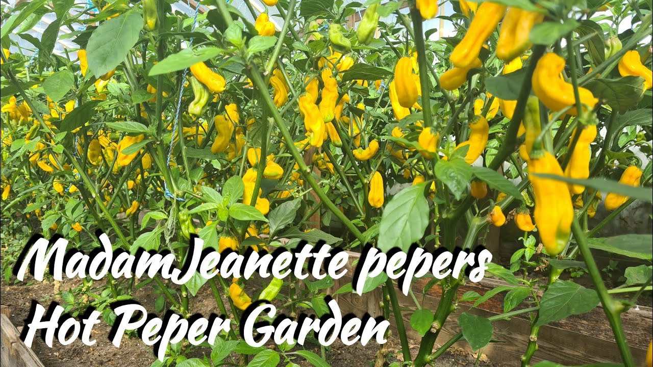 Surinaamse Hot pepper MadamJeanette Habanero Goronong pepper chilli Garden