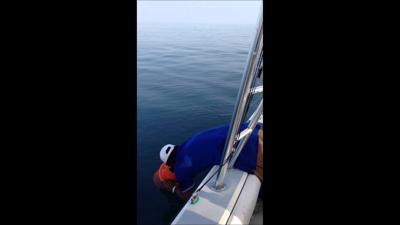 صيد العيدة في ام الحجر