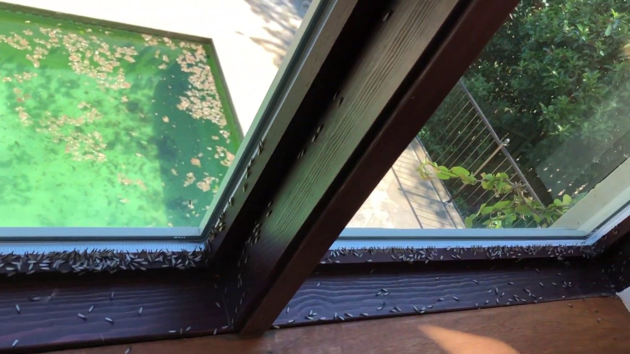 INSANE! Termite Swarm Inside House!