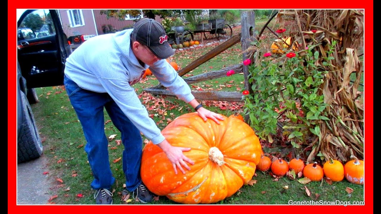 A GIANT PUMPKIN