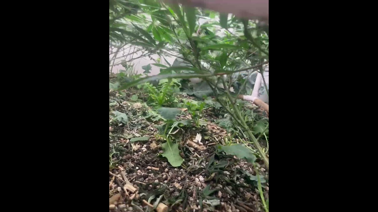 Week 3 Flower Sherbadelic