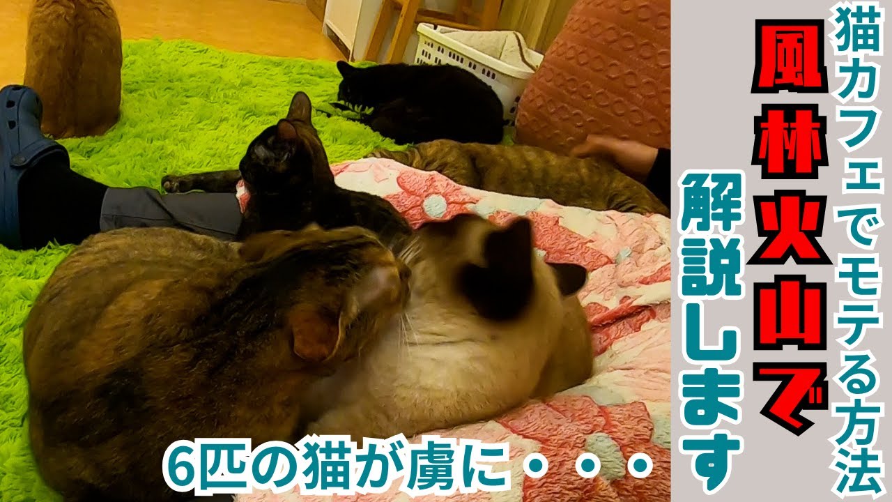 猫カフェで猫にモテる方法を風林火山で解説します（保護猫カフェ猫の恵庭難波　Explaining how to be popular at a cat cafe